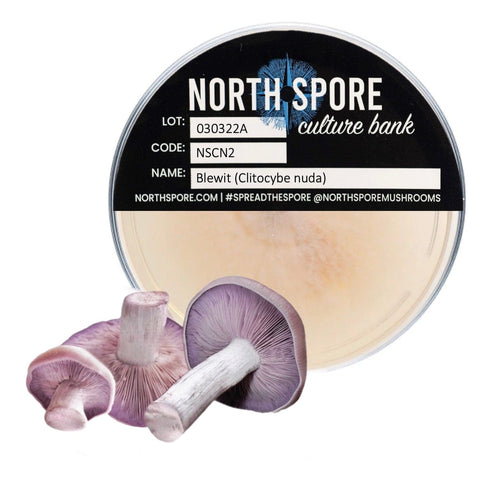 Blewit Mushroom Plate Culture